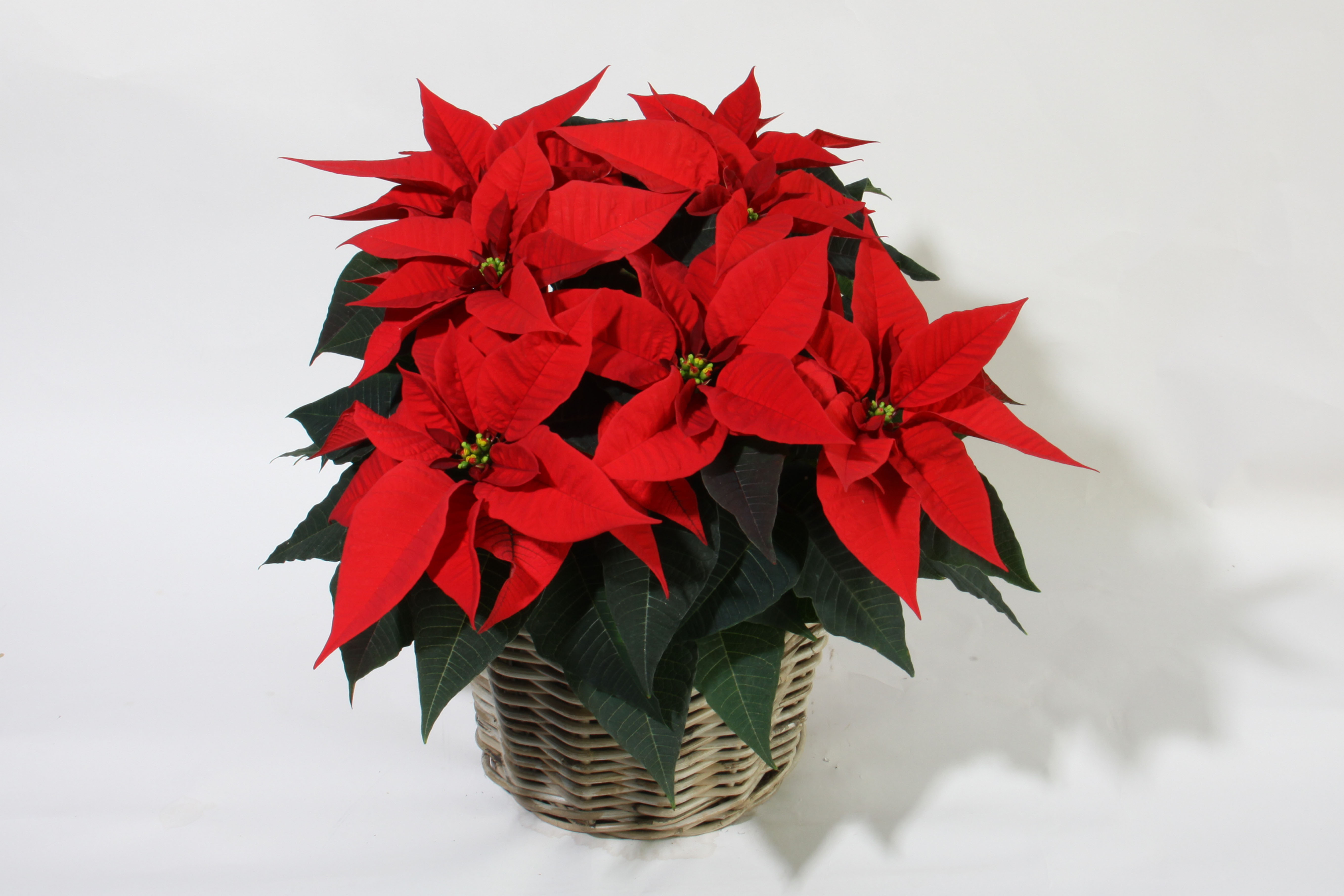 Poinsettia a la venta