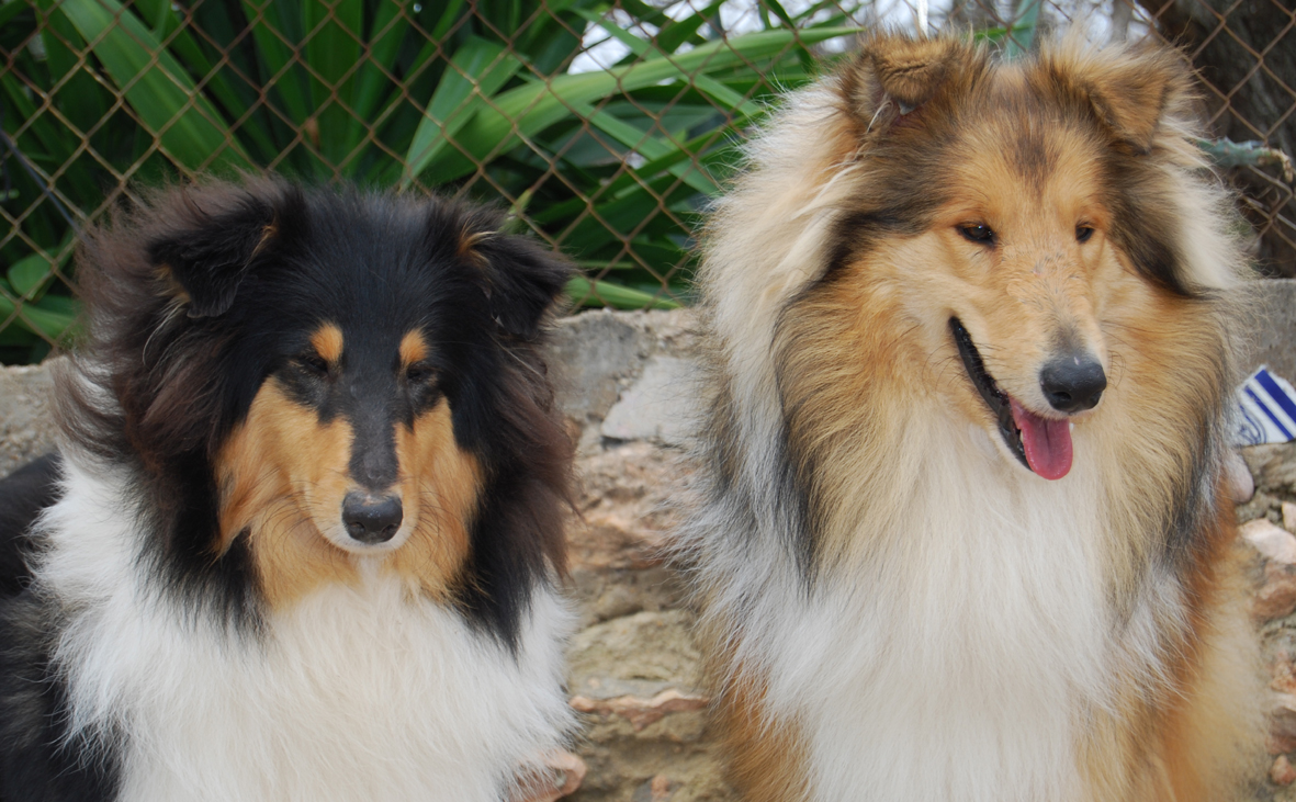 RACES DE GOS: Collie o Pastor Escocès.