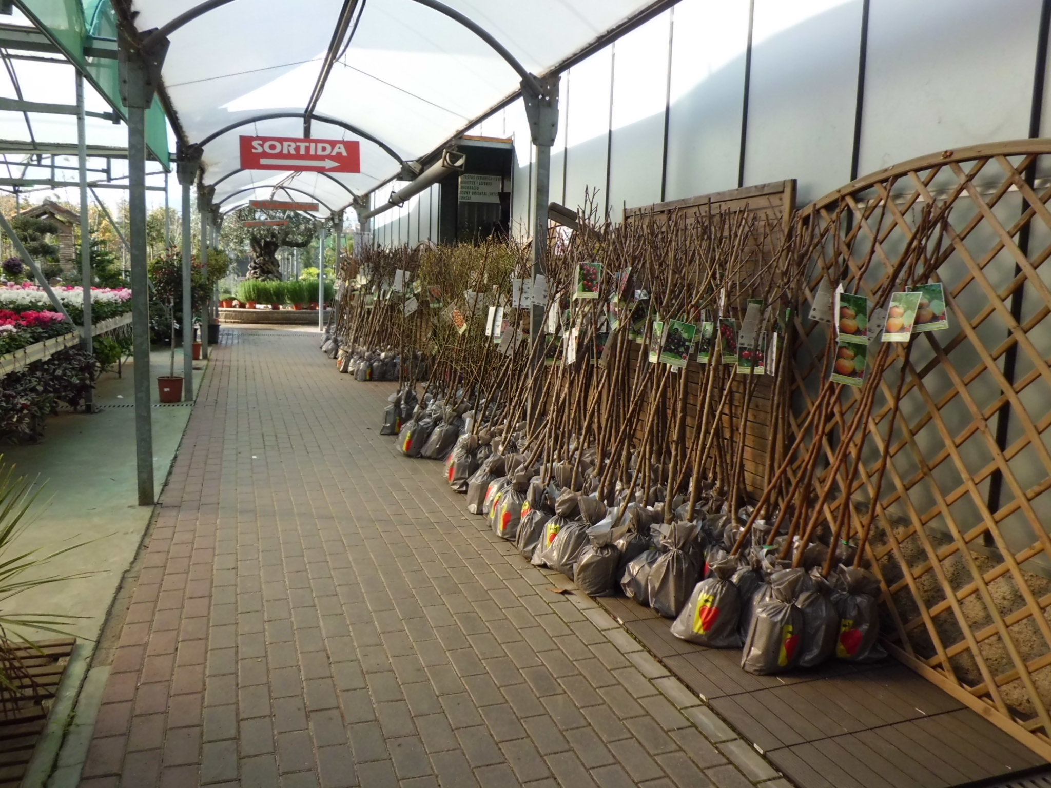 Ja han arribat els Arbres Fruiters de cepelló en bossa!