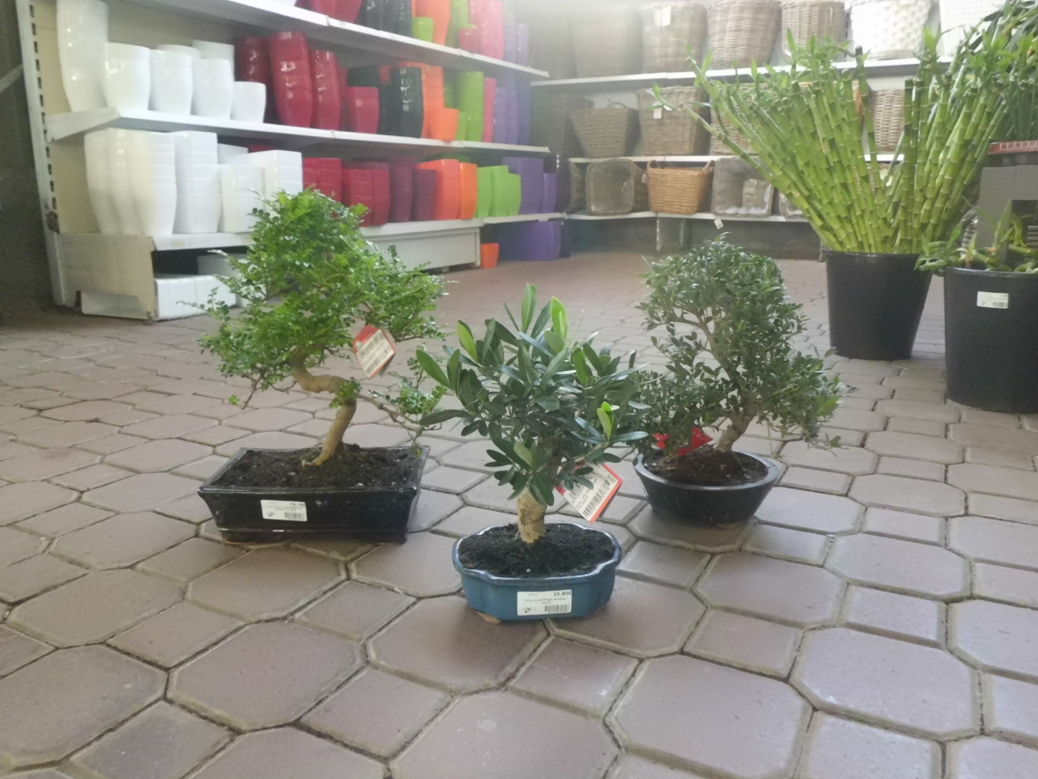 El Bonsai: Un bon regal per a aquestes festes.