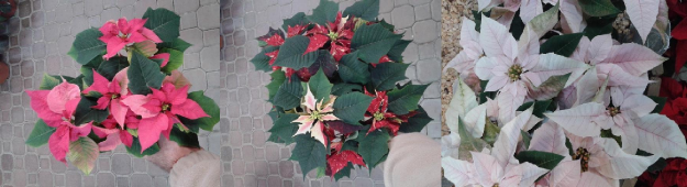 varietats-de-poinssetia-barcelona.jpg