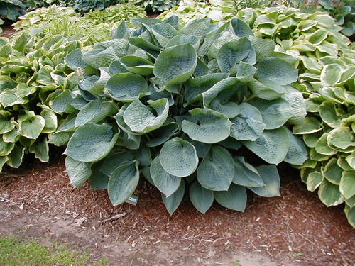 Hosta sieboldiana – Infinites tonalitats de fulla.