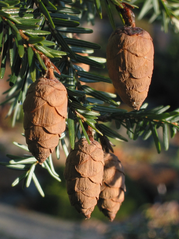 Tsuga canadensis – Conífera d´ombra.