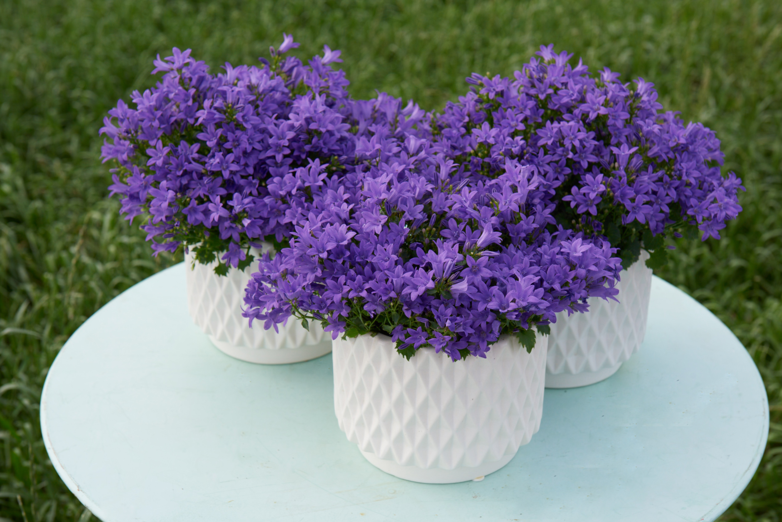 Planta del mes de Març: Campanula amb un 25% de descompte.