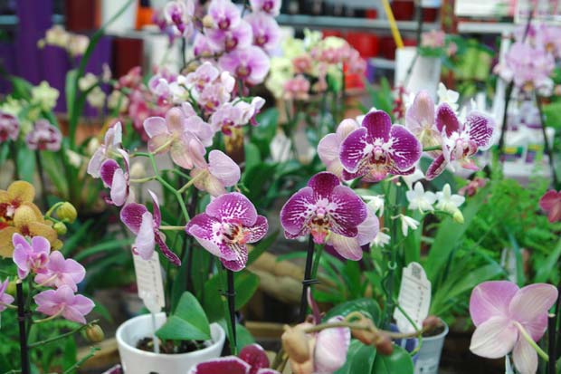 planta-de-interior-4