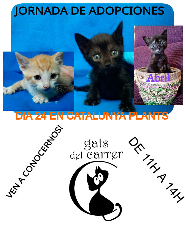 Jornada d’adopcions de gats (dia 24 de maig). Vine a conèixer-nos !