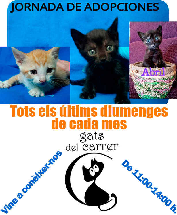 Jornada d´adopcions de gats (diumenge 27 de desembre). Tú pots ajudar!