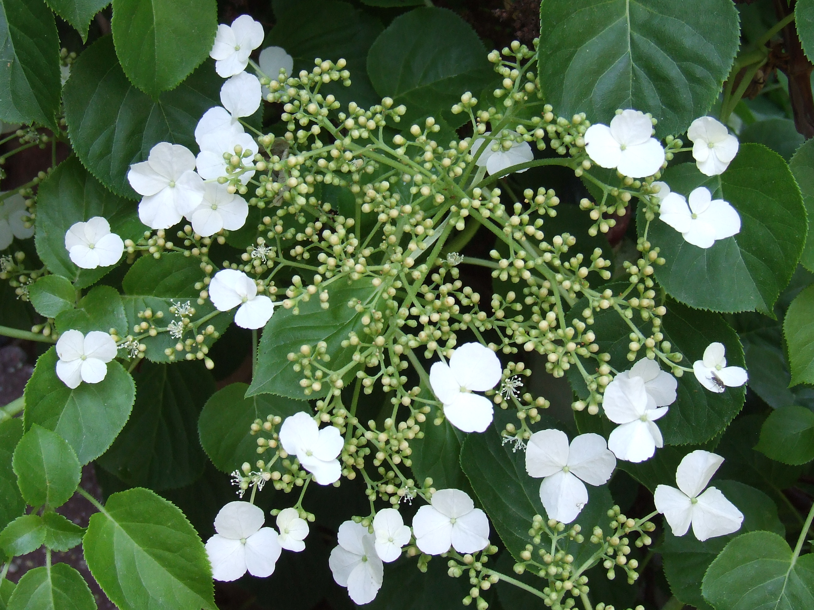 Hydrangea petiolaris – L´Hortènsia enfiladissa.