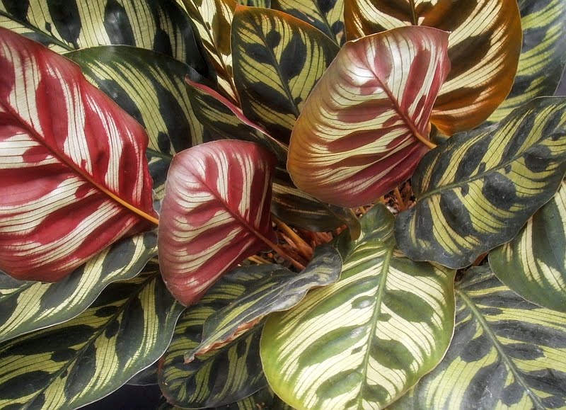 Planta del mes d´Agost: Calathea amb un 25% de descompte