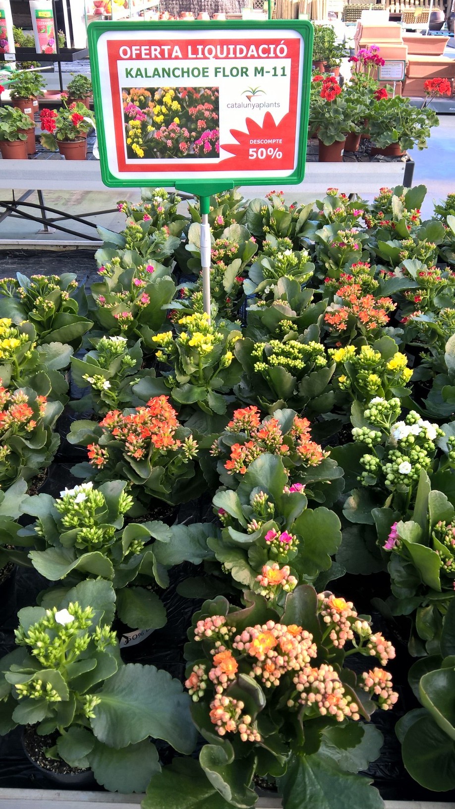 Oferta especial: Kalanchoe en flor amb un 50% de descompte.