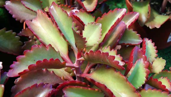 Kalanchoe pinnata – Múltiples propietats medicinals.