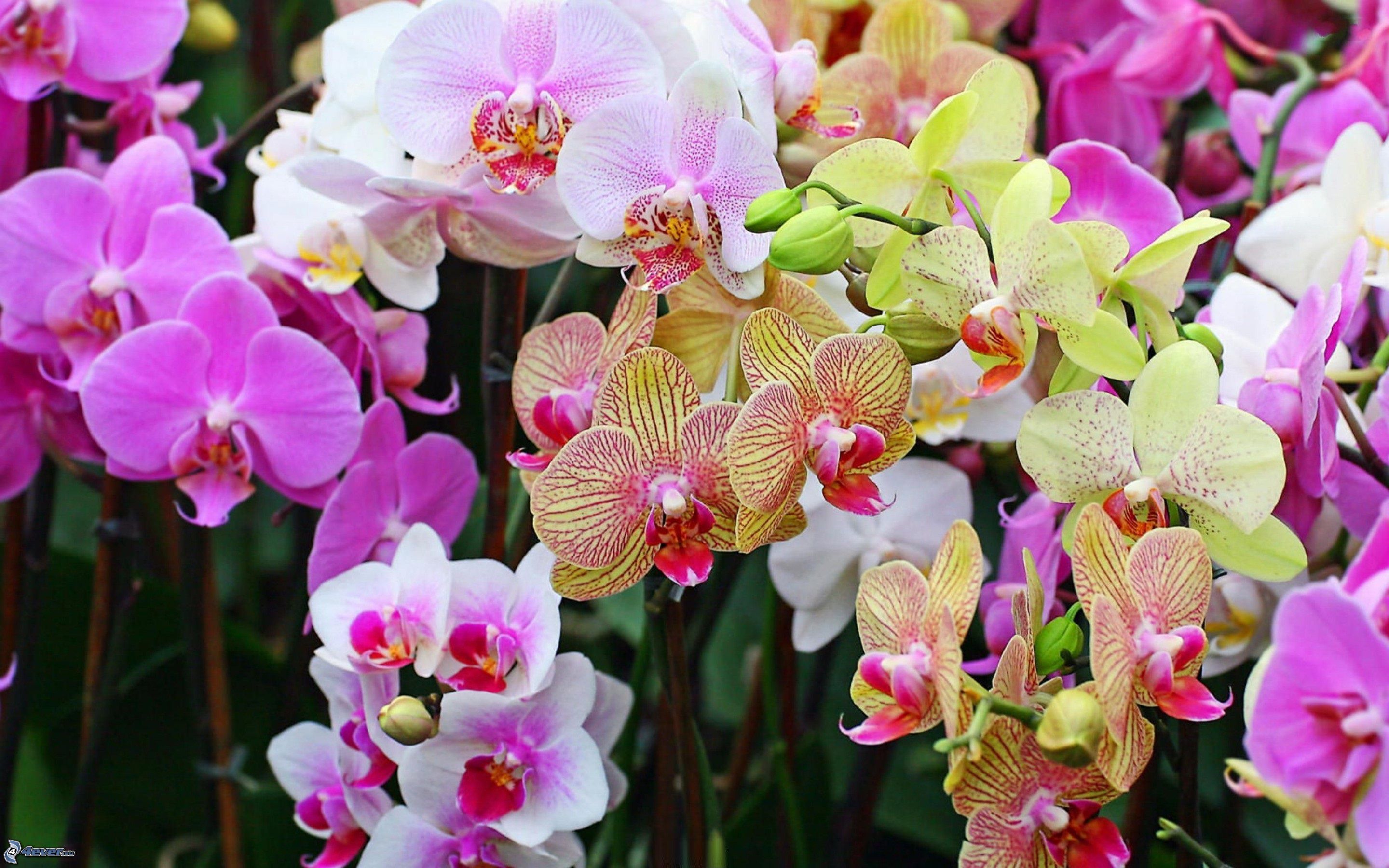 Planta del mes de Setembre: Totes les orquídies amb un 10% de descompte.