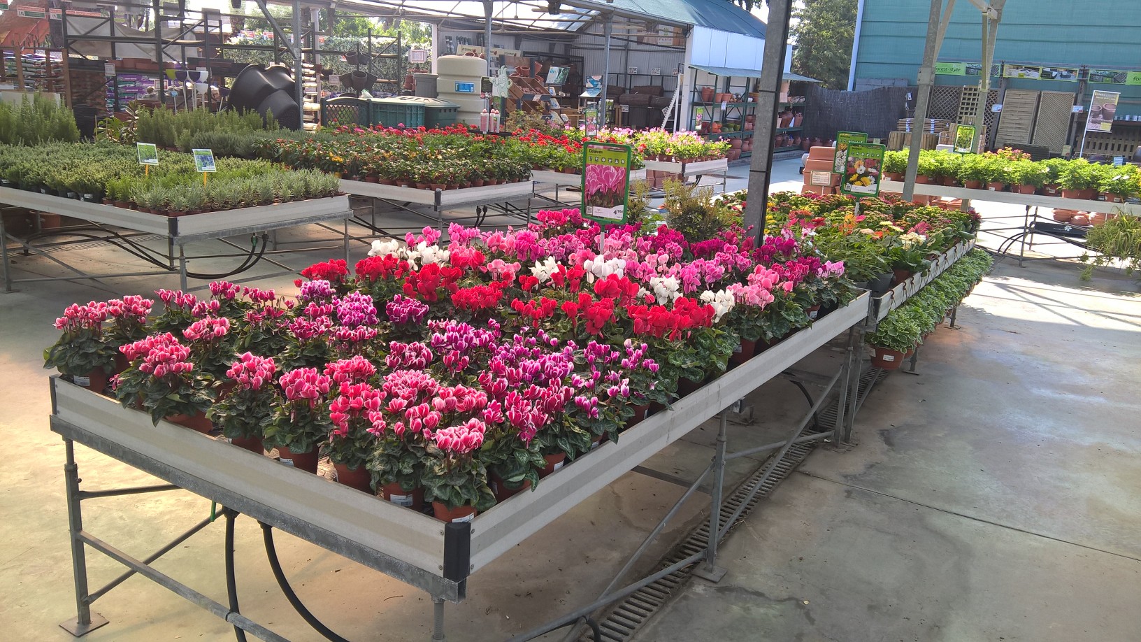 Comença la temporada de plantació de les flors de tardor-hivern