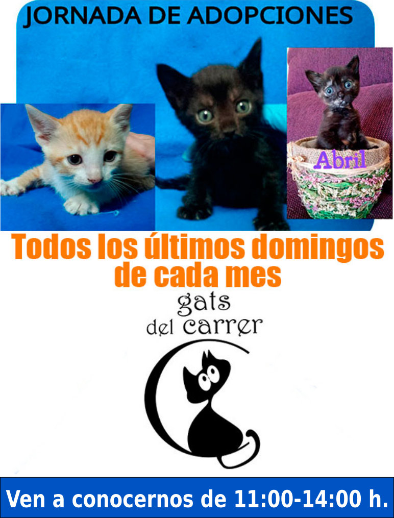 gats-de-carrer