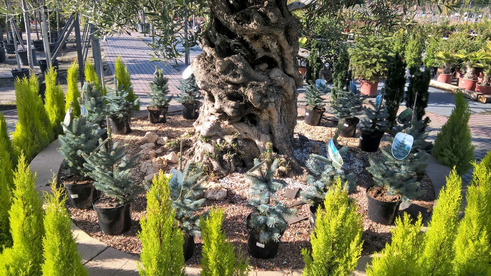 Ja tenim els Avets blaus a la venda!