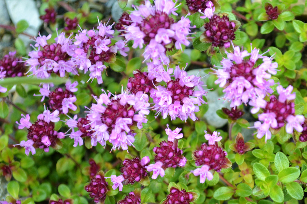 El Sèrpol (Thymus serpyllum): L´altra Farigola.