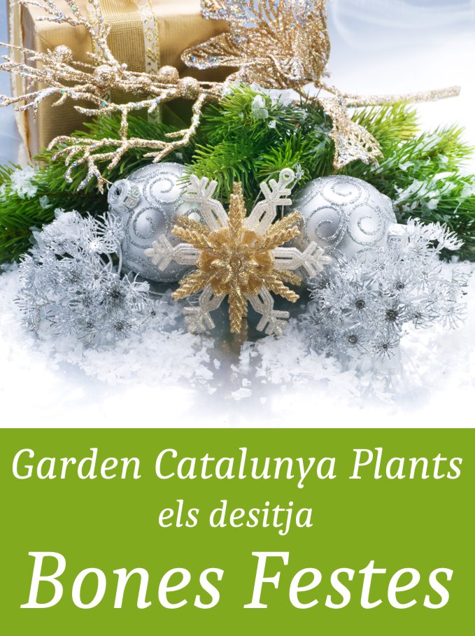 bones-festes-nadal-2015-catalunya-plants