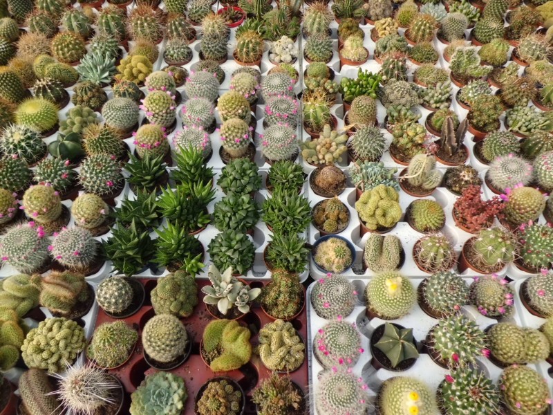 Planta del mes de Gener: Cactus i Crasses amb un 15% de descompte.