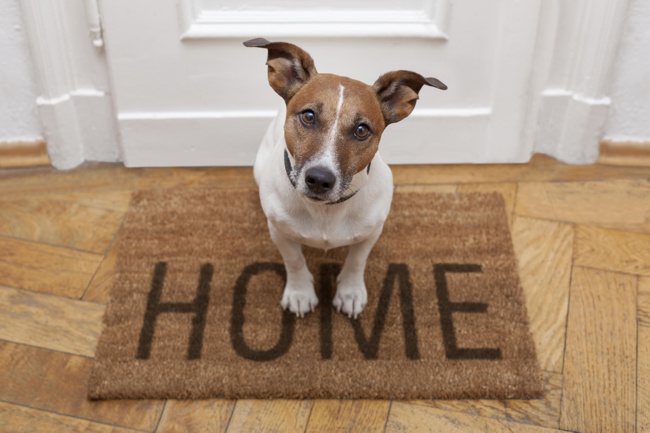 Consells per tenir gossos en habitatges petits.