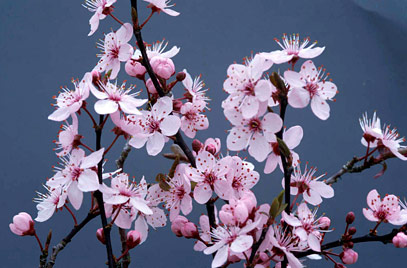 Oferta: Prunus pisardii arbustius de 2.5 metres a 120 euros.