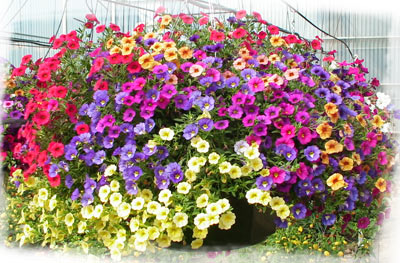 calibrachoa 1