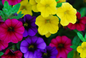 calibrachoa 2