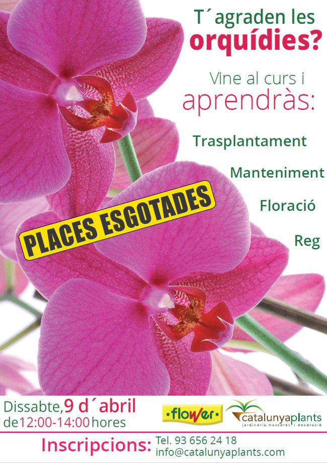 T´agraden les orquídies? Apunta´t al nostre curs gratuït.