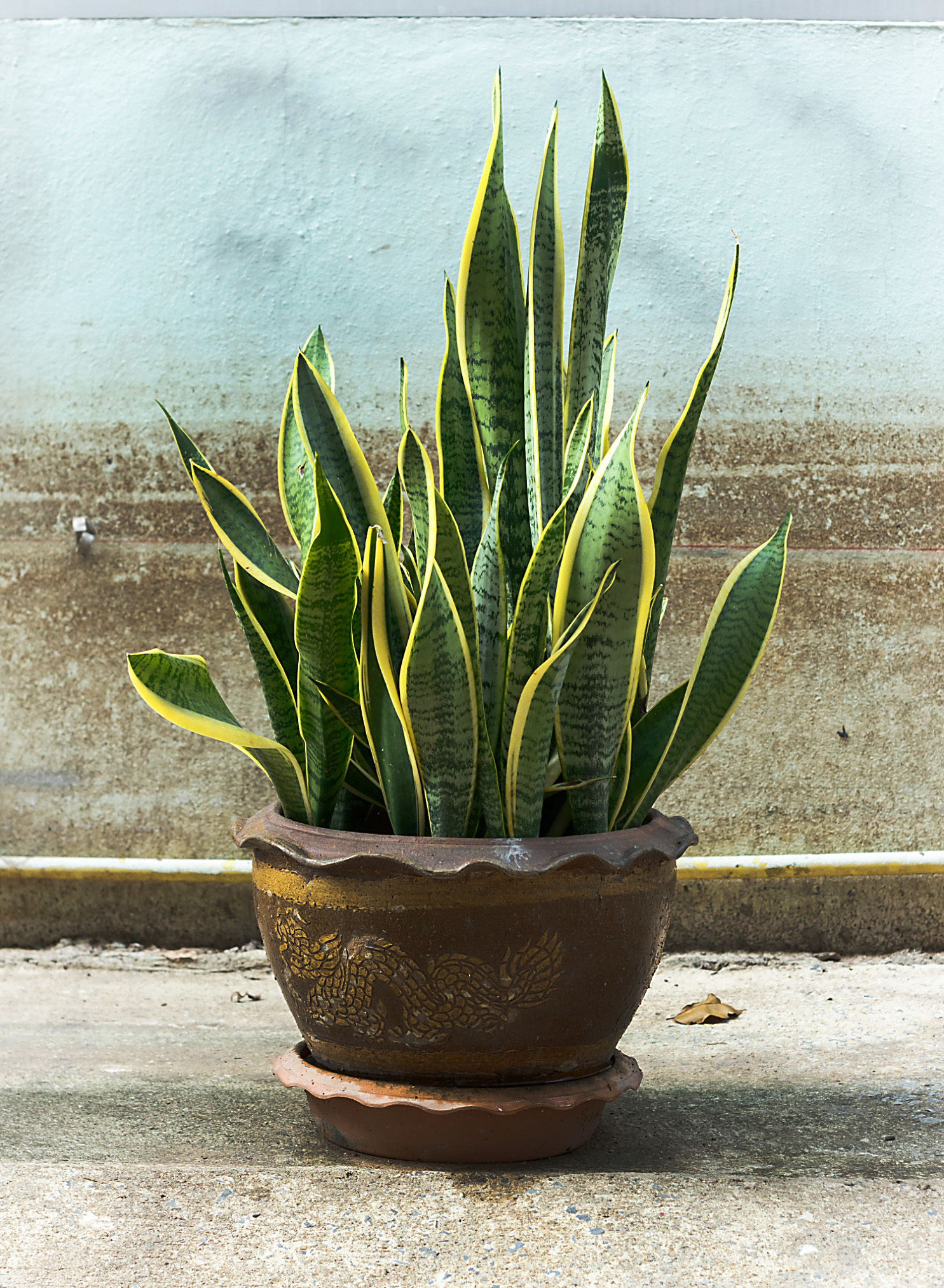 Planta del mes d´Agost: Sansevieria amb un 25% de descompte.