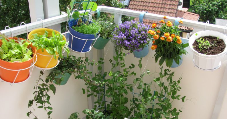Com protegir les teves plantes i jardí del vent