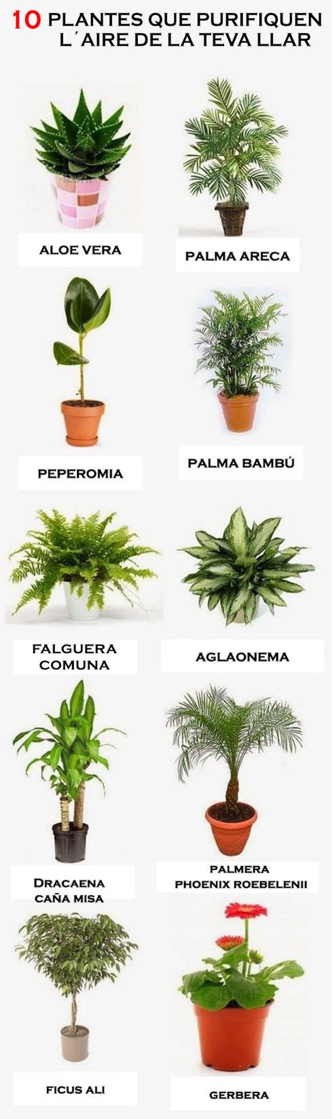 10 plantes que purifiquen l’aire de la teva llar.