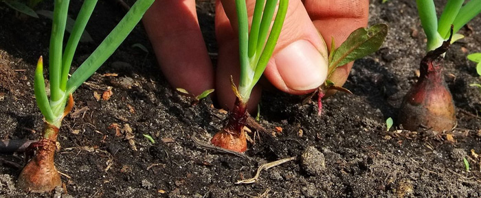 plantacio de bulbs d´estiu