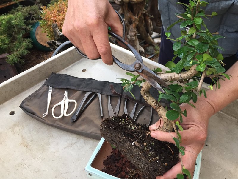 Curs cultiu del Bonsai (gratuït): reserva la teva plaça ara!