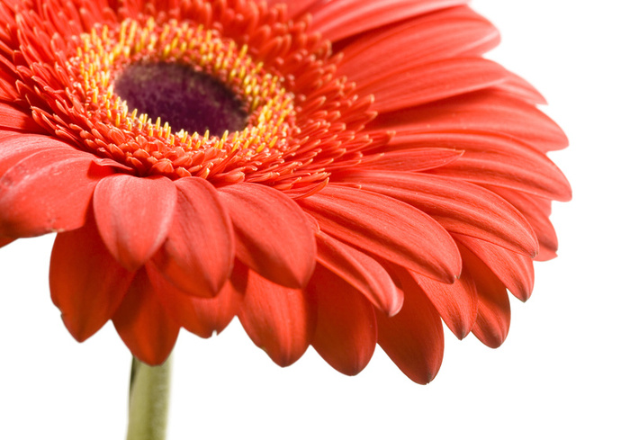 Planta del mes d´Abril: Gerbera amb un 25% de descompte.