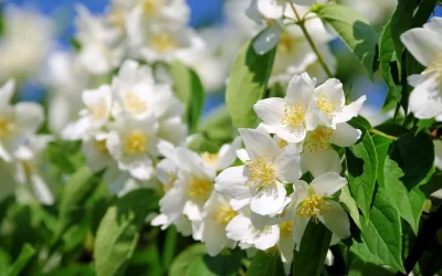 Plantes per perfumar el teu jardí