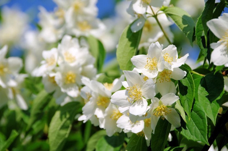 4 plantes per perfumar el teu jardí