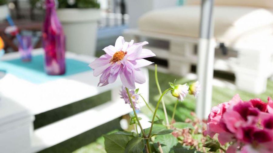 Agenda del jardí de Maig