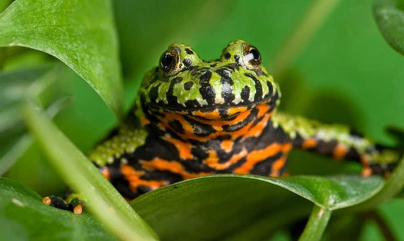 Característiques i cures del Gripau ventre de foc (Bombina orientalis)