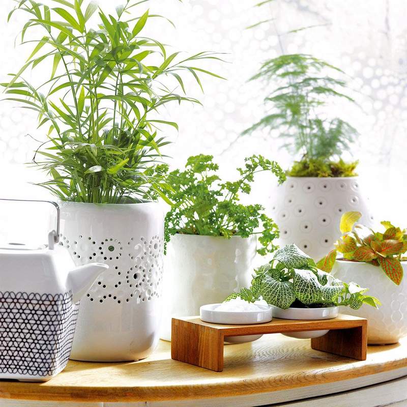 Cures de les plantes d´interior al agost