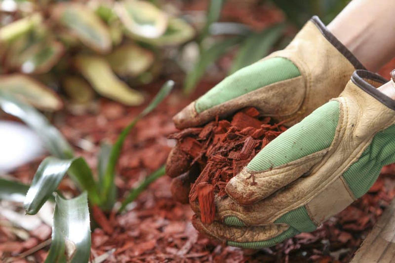 Agenda del jardí de novembre