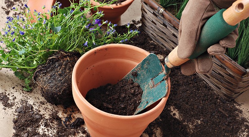 Com trasplantar les plantes amb èxit.