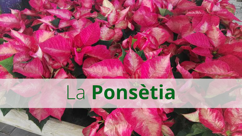 La Ponsètia: característiques i cures (inclueix video)