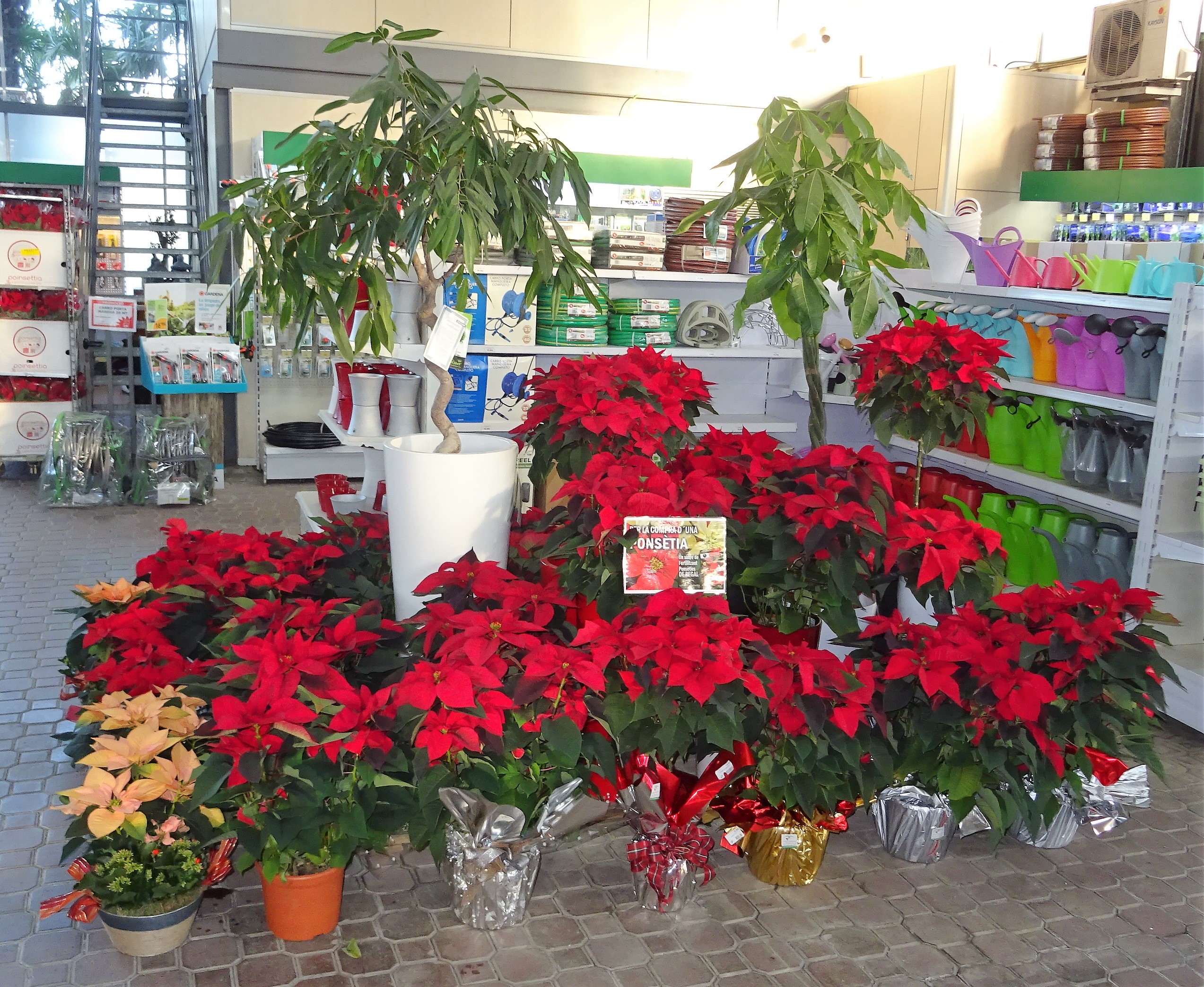 Oferta liquidació: Totes les Poinsetties a meitat de preu!