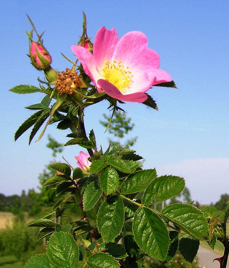 Rosa de mosqueta: Propietats extraordinàries.