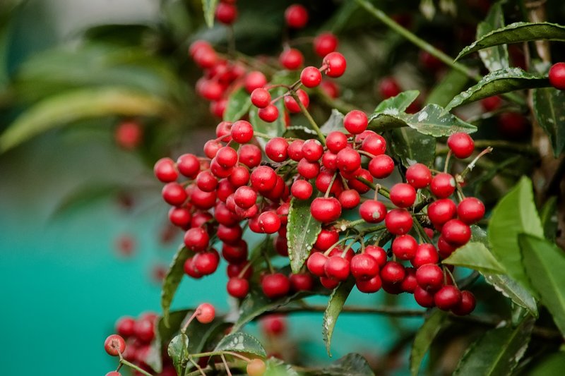 Ardisia crenata: alternativa a la Poinsettia