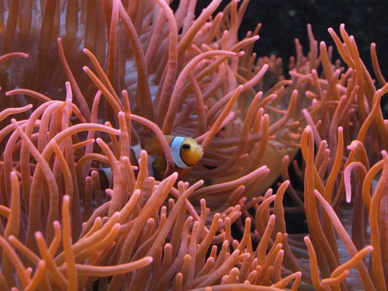 Estrenem secció d’aquaris d’aigua salada!
