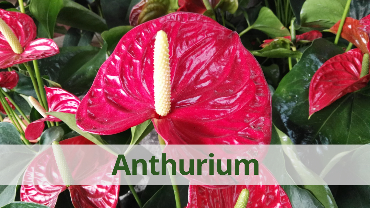 Característiques i cures del Anthurium (video)