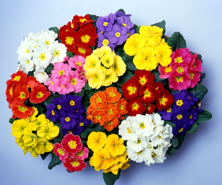 Planta del mes de Desembre: Matrimoni amb un 25% de descompte.