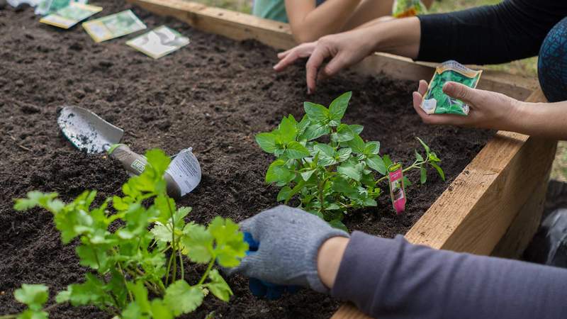 Hort urbà en espais reduïts: com conrear i per què