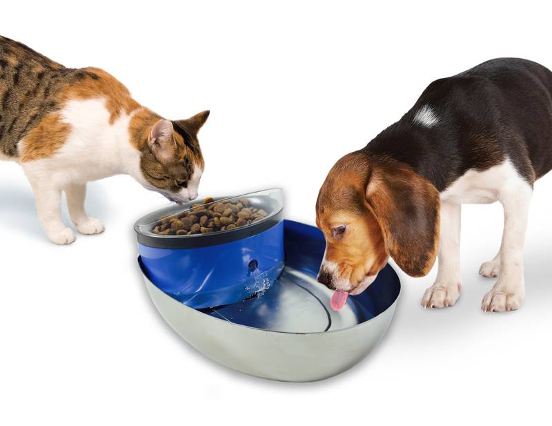 Com mantenir a la teva mascota sempre hidratada