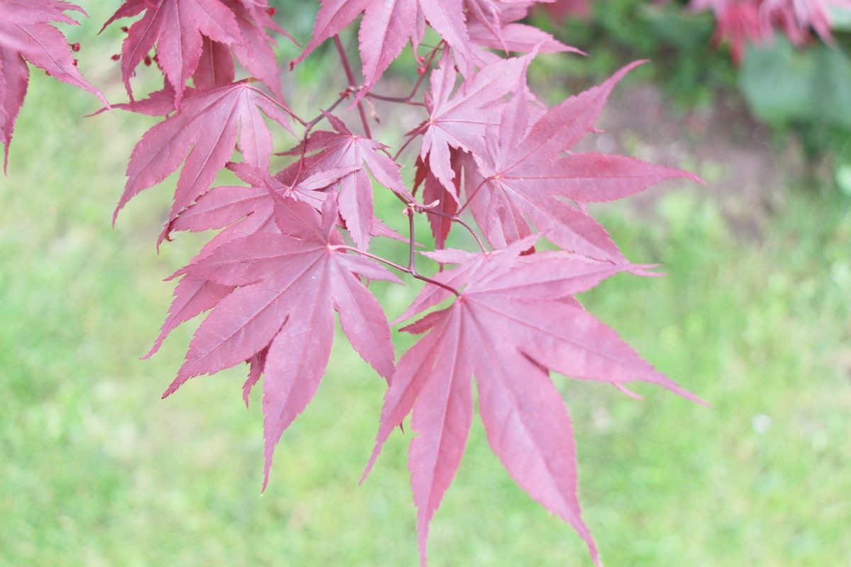 ACER PALMATUM (ACER JAPONÈS): CURES I CARACTERÍSTIQUES